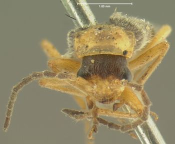 Media type: image;   Entomology 3396 Aspect: head frontal view